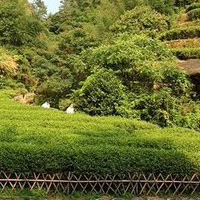 武夷山茶园